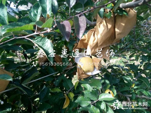 黑钻嘎啦苹果树苗哪里有、黑钻嘎啦苹果树苗什么价格