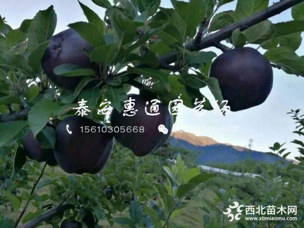 烟富8号苹果树苗