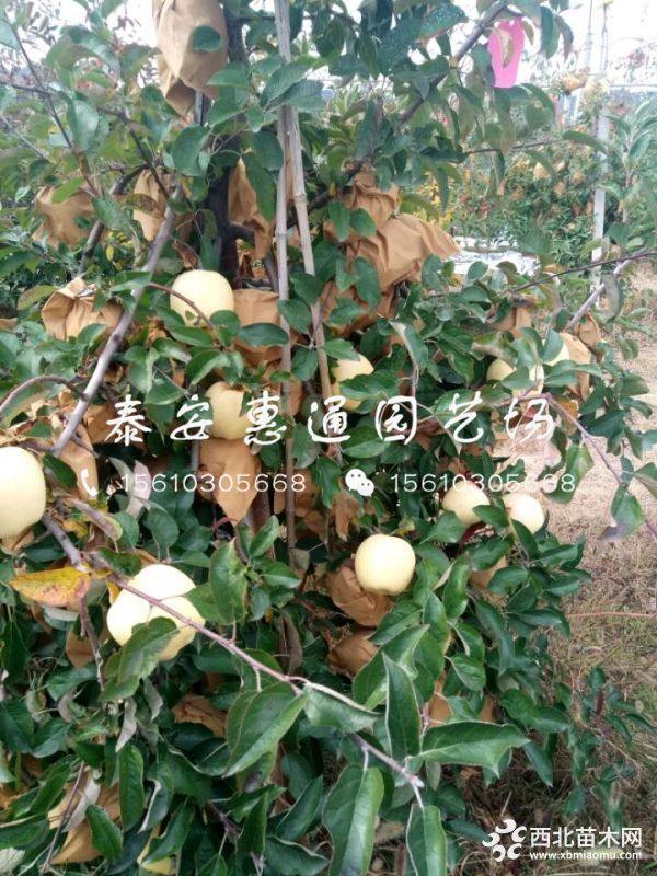 蛇果苹果树苗