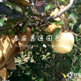 中秋王苹果苗价格、中秋王苹果苗哪里有基地