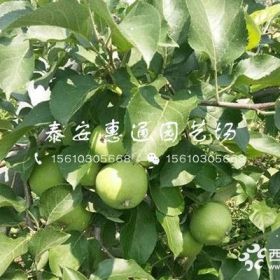 红玫瑰苹果树苗、红玫瑰苹果树苗价格及报价