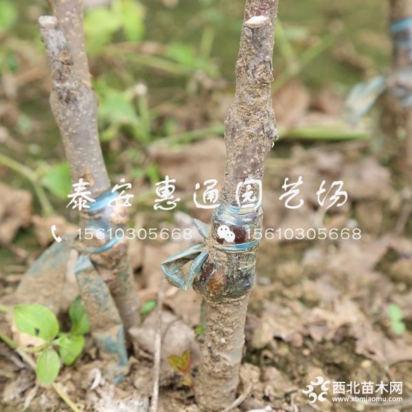 花牛苹果树苗哪里有、花牛苹果树苗什么价格