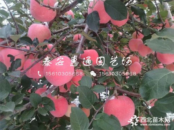 黑钻嘎啦苹果树苗哪里有、黑钻嘎啦苹果树苗什么价格