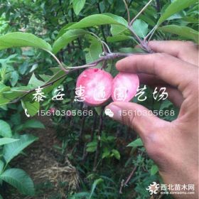 红玫瑰苹果树苗哪里有、红玫瑰苹果树苗什么价格