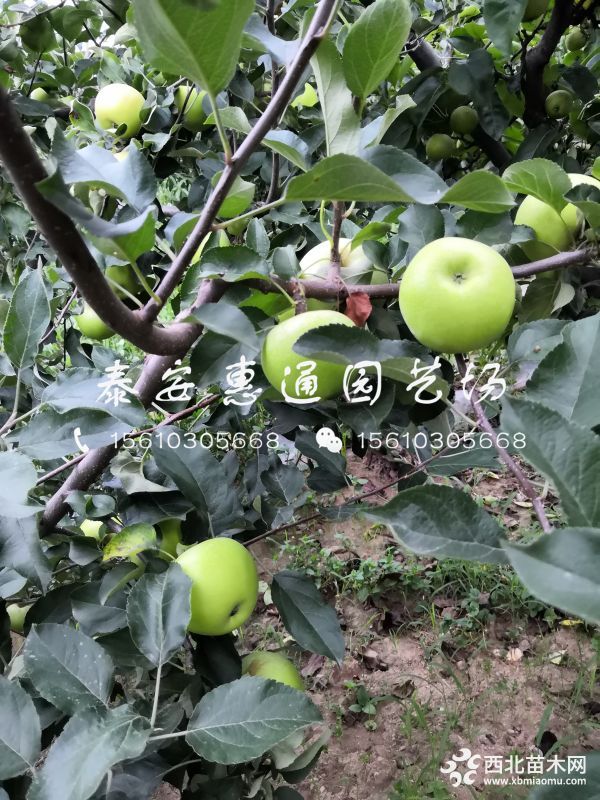 花牛苹果树苗哪里有、花牛苹果树苗什么价格