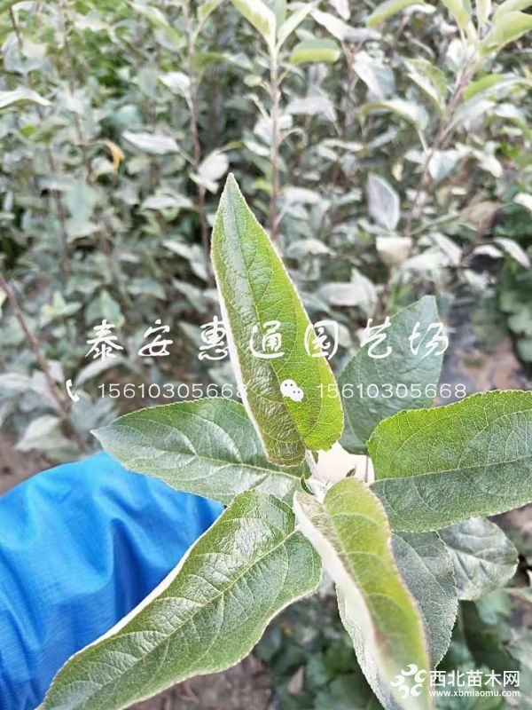 烟富八苹果树苗哪里有、烟富八苹果树苗什么价格