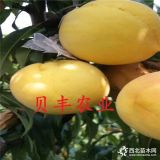 黃金蜜4號(hào)批發(fā)價(jià)格多少錢一棵 哪里賣嫁接桃樹苗 黃桃樹苗哪有