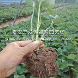 奶油草莓苗批发价格、奶油草莓苗授粉