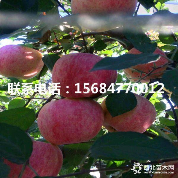 秦蜜苹果苗多少钱、批发秦蜜樱桃苗、秦蜜樱桃苗价格