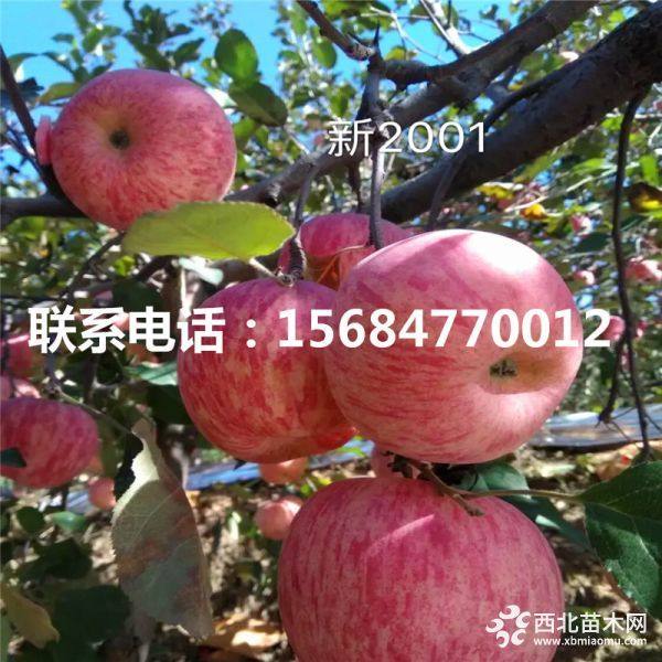 煙富0號(hào)蘋果苗多少錢、煙富0號(hào)蘋果苗批發(fā)基地