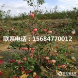 蛇果苹果苗、蛇果苹果苗多少钱、蛇果苹果苗价格多少