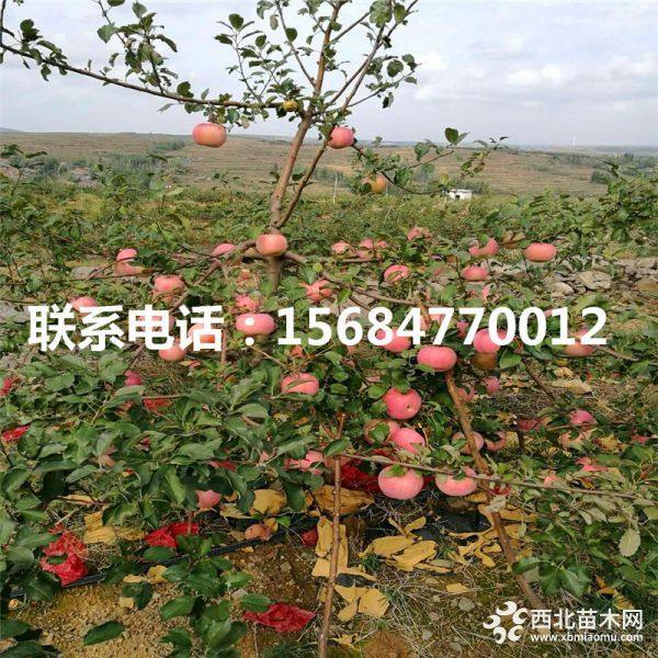 蛇果苹果苗、蛇果苹果苗多少钱、蛇果苹果苗价格多少