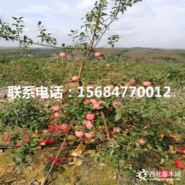 蛇果苹果苗、蛇果苹果苗多少钱、蛇果苹果苗价格多少