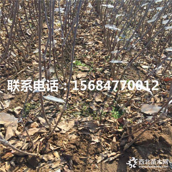 苹果苗、哪里有苹果苗出售、苹果苗价格