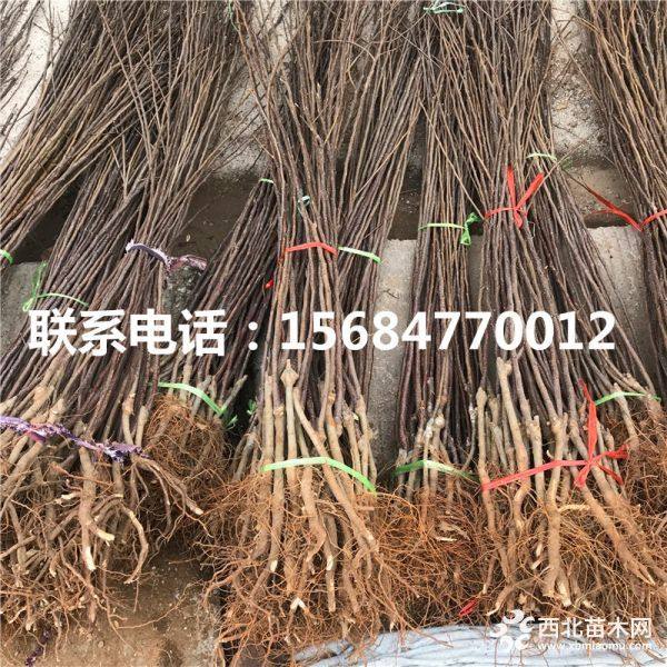 中秋王苹果苗、哪里有中秋王苹果苗、中秋王苹果苗基地