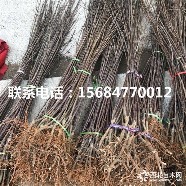 中秋王苹果苗、哪里有中秋王苹果苗、中秋王苹果苗基地