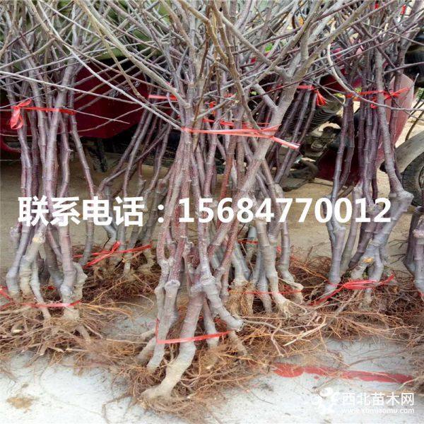 中秋王苹果苗、哪里有中秋王苹果苗、中秋王苹果苗基地