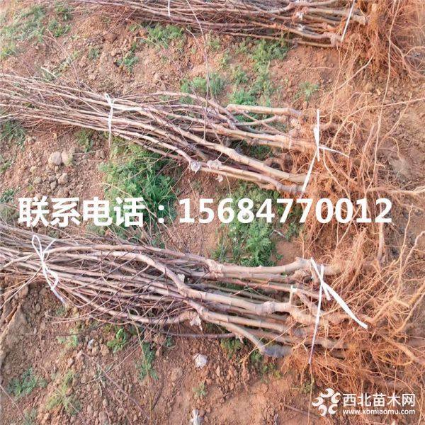 爱妃苹果苗、新品种爱妃苹果苗、爱妃苹果苗基地