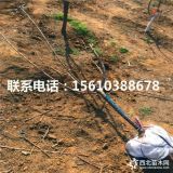 黑珍珠櫻桃苗、山東黑珍珠櫻桃苗、黑珍珠櫻桃苗基地