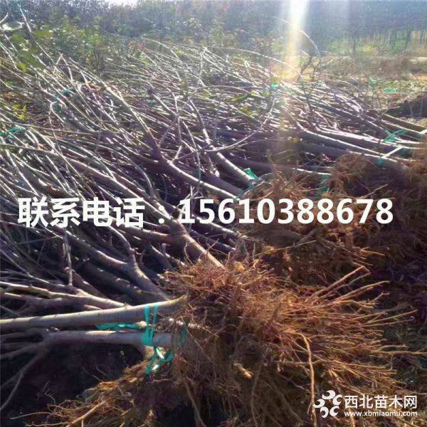 砂蜜豆樱桃苗什么价格、砂蜜豆樱桃苗价格多少钱