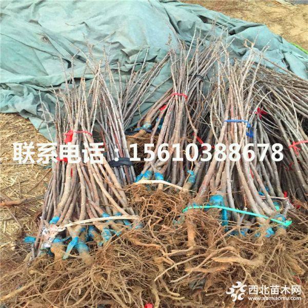 櫻桃苗、櫻桃苗基地、櫻桃苗批發(fā)多少錢