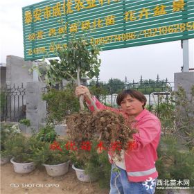 山东苹果树苗基地,维纳斯黄金苹果黄山,魔笛苹果果树苗