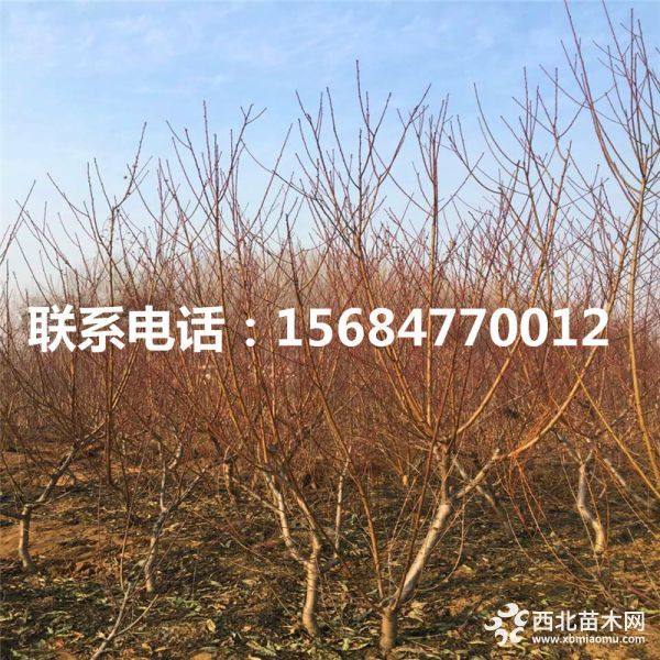 秋彤桃树苗、今年秋彤桃树苗什么价格、山东秋彤桃树苗基地