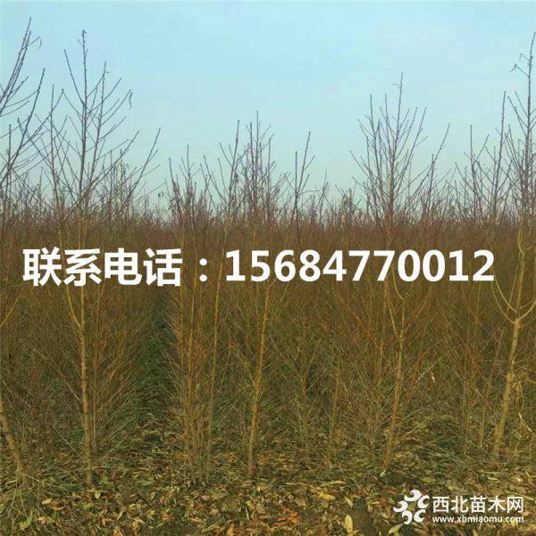 秋彤桃树苗、今年秋彤桃树苗什么价格、山东秋彤桃树苗基地