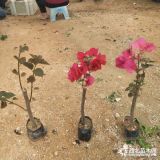 新疆批發(fā)攀藤植物三角梅 35公分紅花三角梅小苗價(jià)格