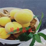 油蟠桃樹(shù)苗哪里有賣(mài)的 黃桃樹(shù)苗多少錢(qián)一棵 3公分嫁接桃樹(shù)價(jià)格