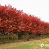 美國紅楓5-15公分美國紅楓樹價格