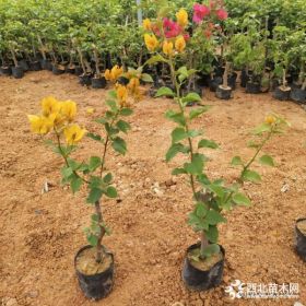 黄色花三角梅小苗 40公分黄色花三角 梅小苗报价