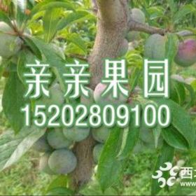 批发重庆蜂糖李树苗,2019重庆蜂糖李树苗价格