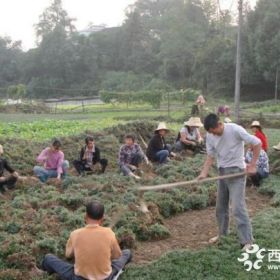 南京麦冬价格（送货上门）