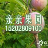 批發(fā)蜂糖李子苗,1公分貴州蜂糖李子樹苗價格