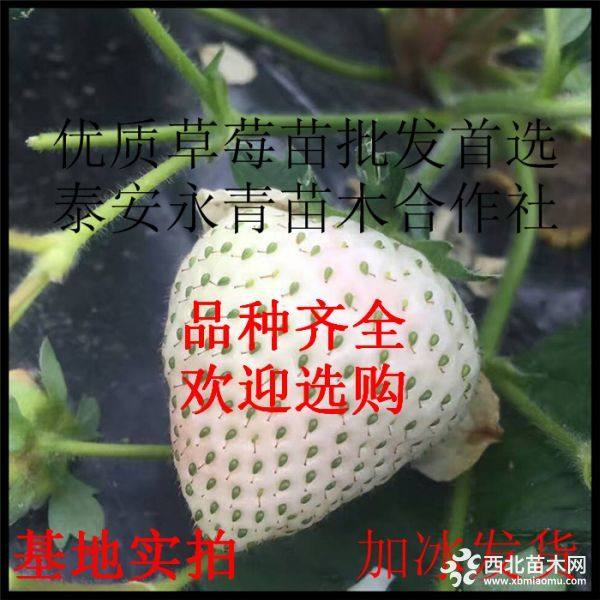 小白草莓苗