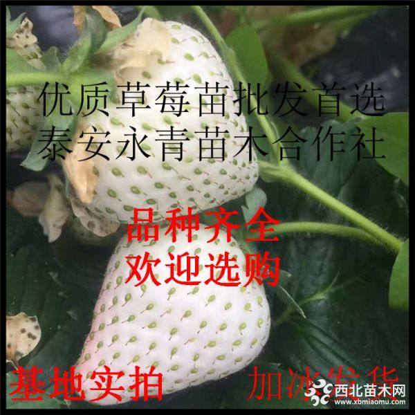 小白草莓苗