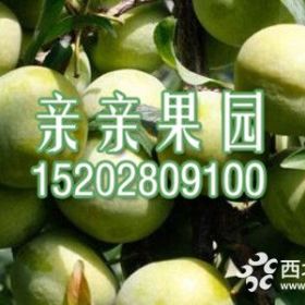 蜂糖李苗种植技术2020蜂糖李苗报价