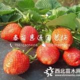 粉红公主草莓苗多少钱、粉红公主草莓苗批发价格