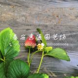 出售香蕉草莓苗、那里有香蕉草莓苗