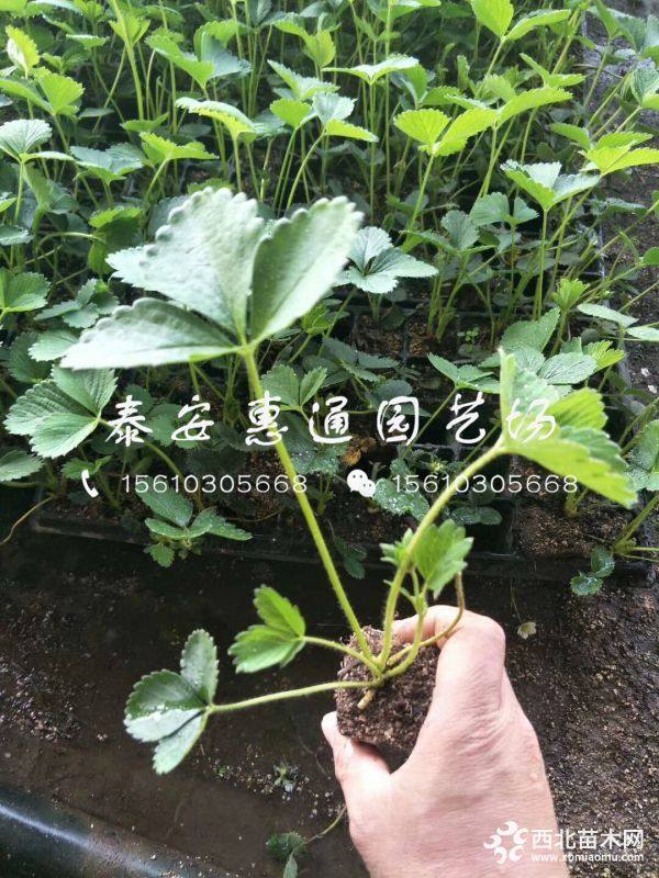 小白草莓苗