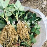 穴盤草莓苗、穴盤草莓苗價格、穴盤草莓苗基地