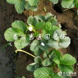 红颜草莓苗多少钱、红颜草莓苗批发价格