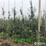 云南果树苗基地,维纳斯黄金苹果云南,嫁接苹果苗可以种植吗