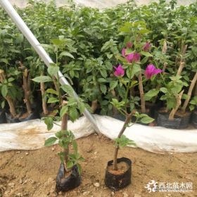 三角梅小苗批发基地 30公分紫色花三角梅小苗价格