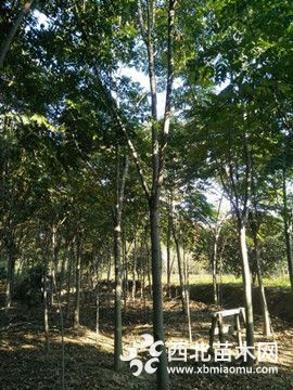 江苏栾树种植集散地栾树价格低