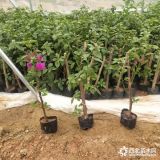 紫色花三角梅小苗 40公分紫色花三角梅小苗报 价