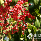 春季不飄絮的優(yōu)良行道樹(shù)，大葉絲棉木、紅巴倫海棠都不錯(cuò)