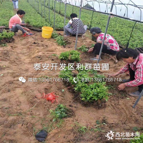 拉宾斯樱桃树苗、拉宾斯樱桃树苗价格、拉宾斯樱桃树苗基地