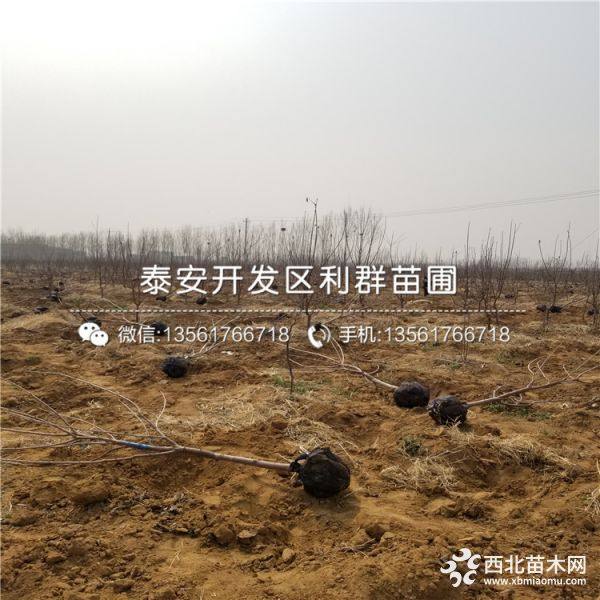 出售樱桃树苗、樱桃树苗多少钱一棵、樱桃树苗基地